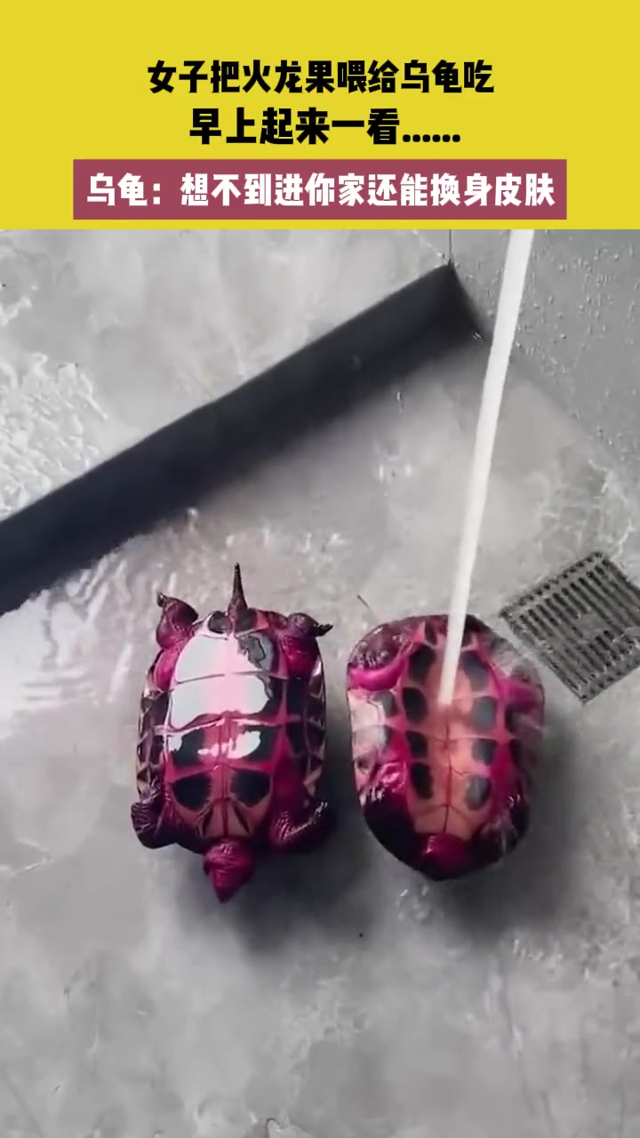 乌龟：想不到进你家还能换身皮肤