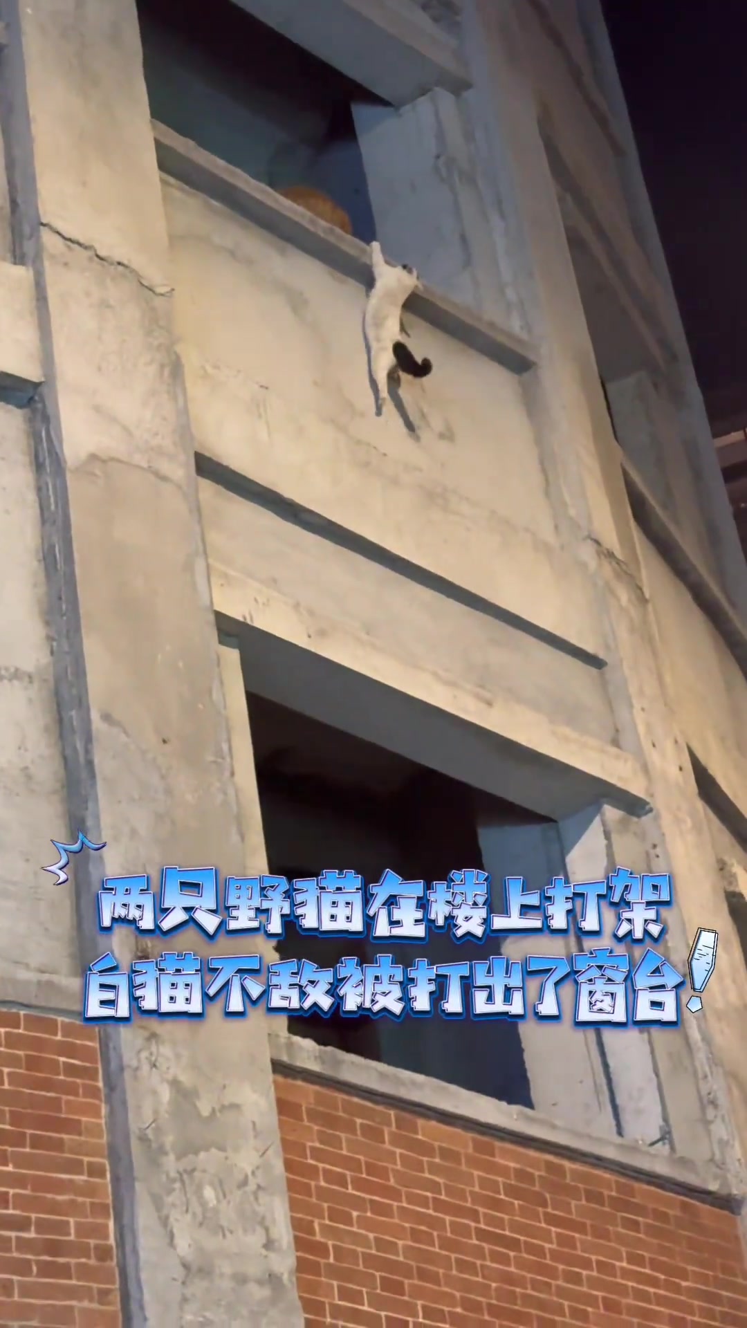 哥几个能别添乱吗，这高度猫自己就能调整姿态落地