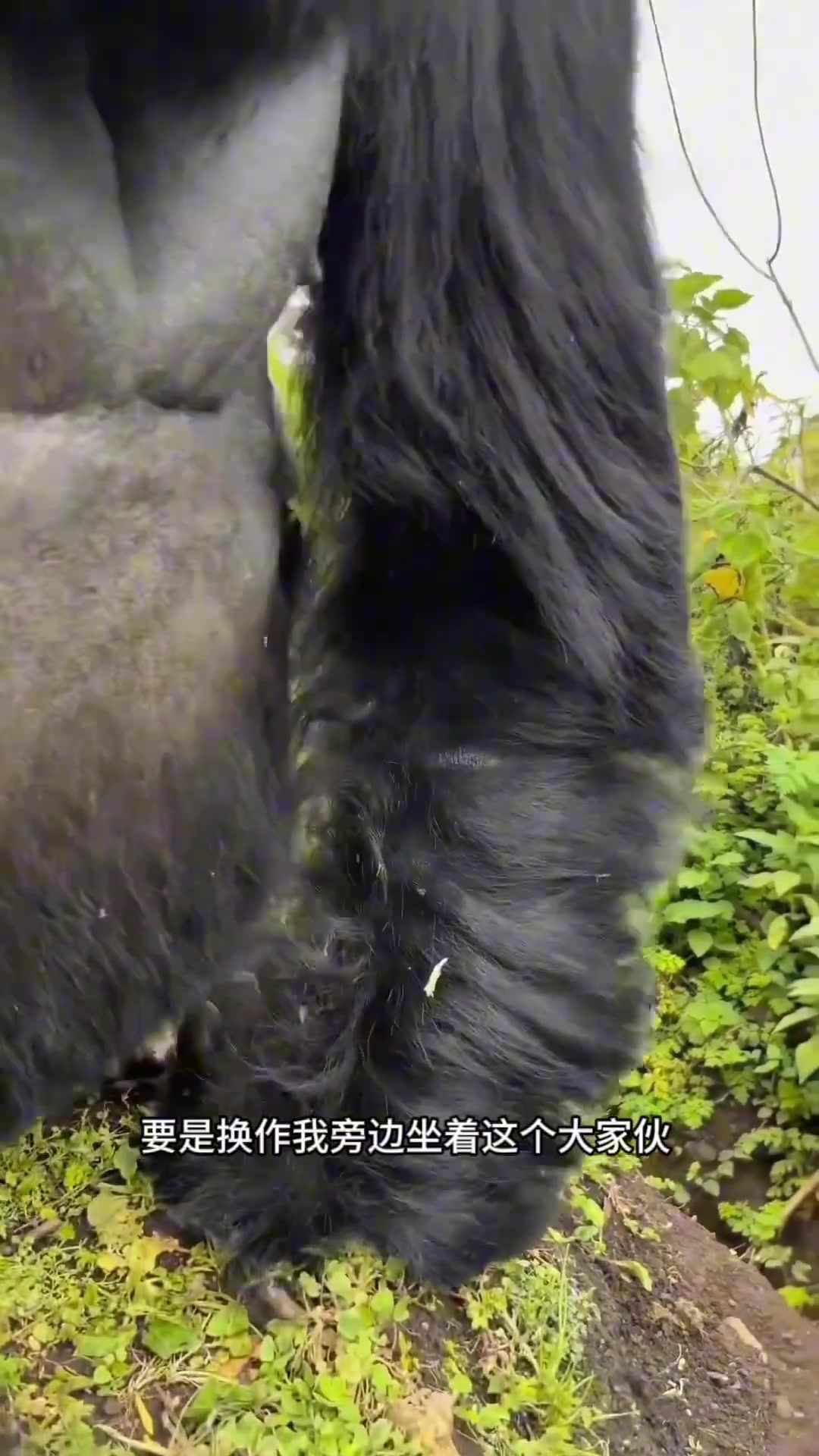 森林里偶遇银背大猩猩，如果是你你会害怕吗？