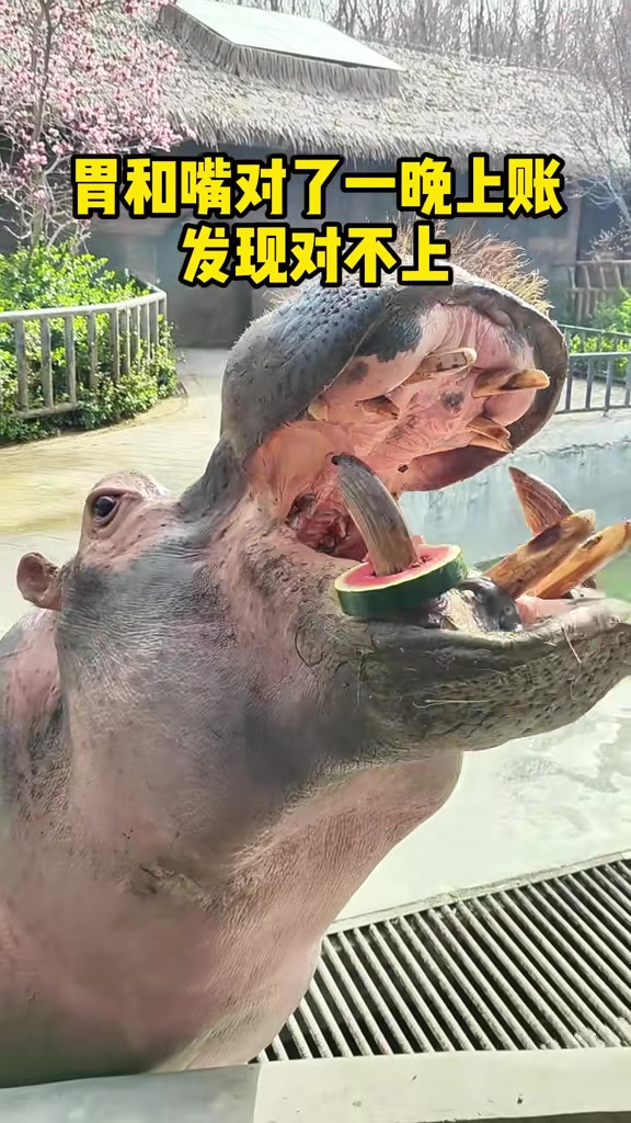 第一次见到吃西瓜还塞牙缝的