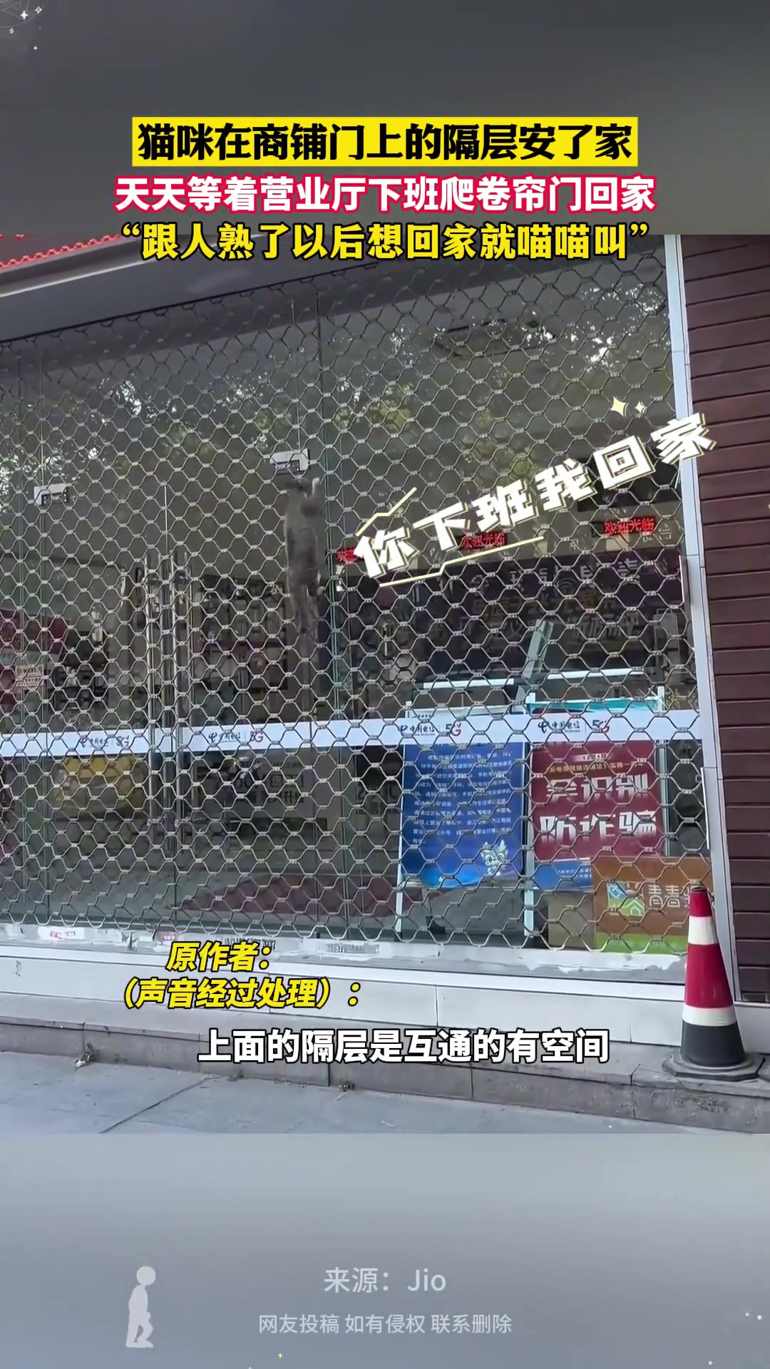 这猫咪成精了！竟会天天等着营业厅下班爬卷帘门回家