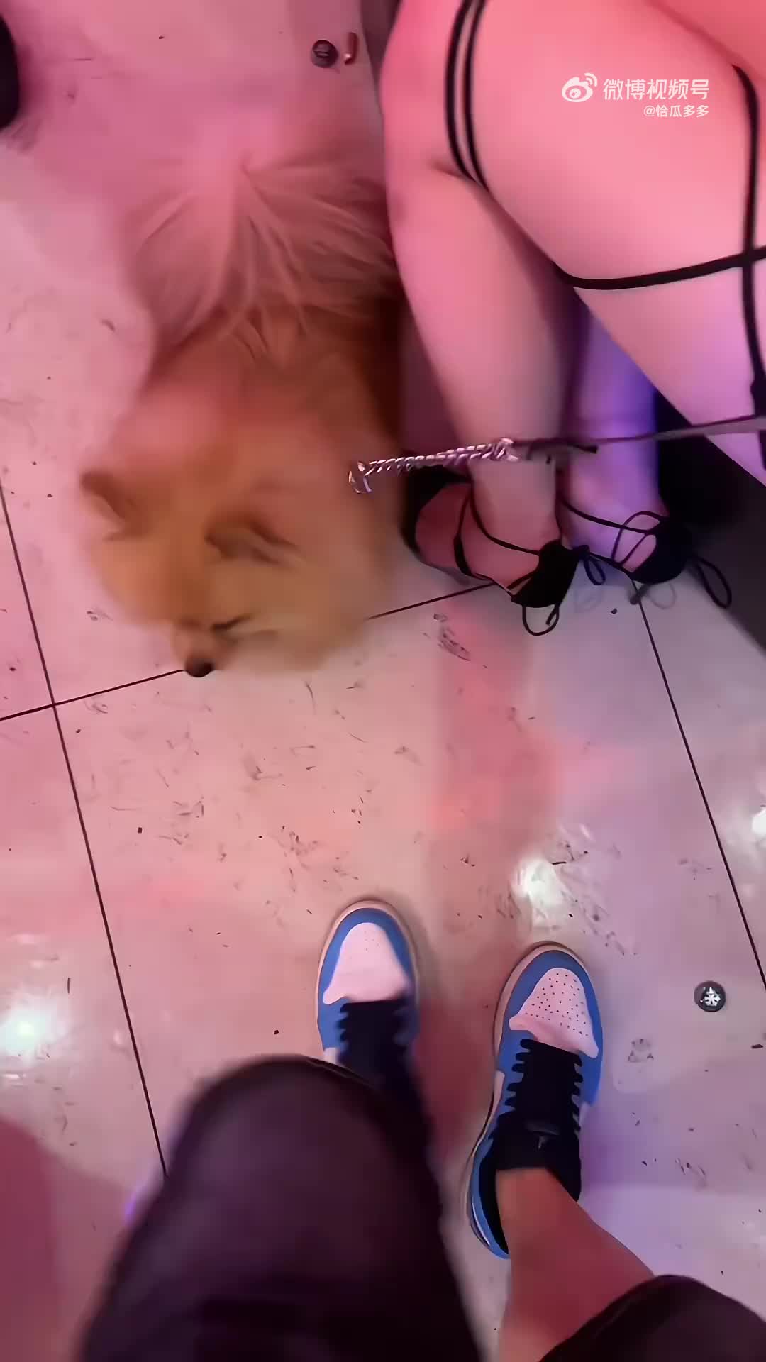 我以后上街也要牵一条狗