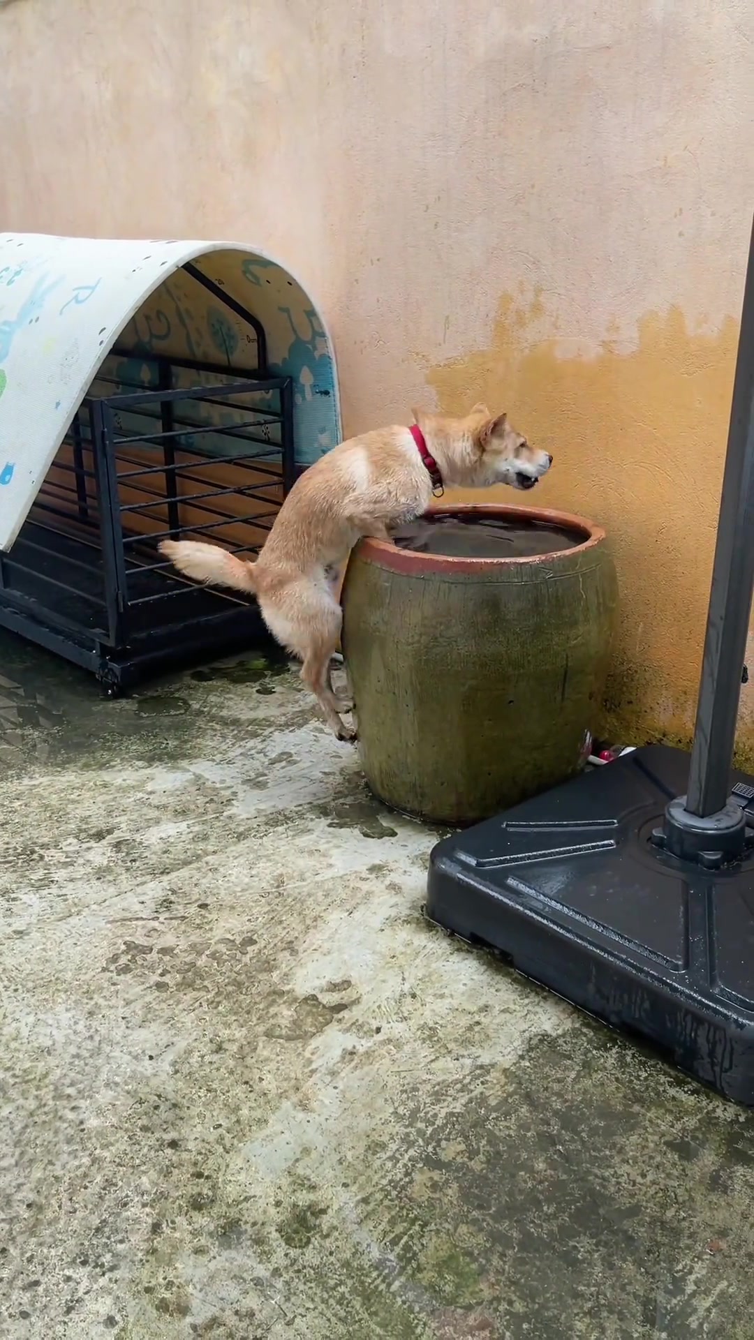 这大热天的，没有空调的狗子们也只能靠泡澡降温了