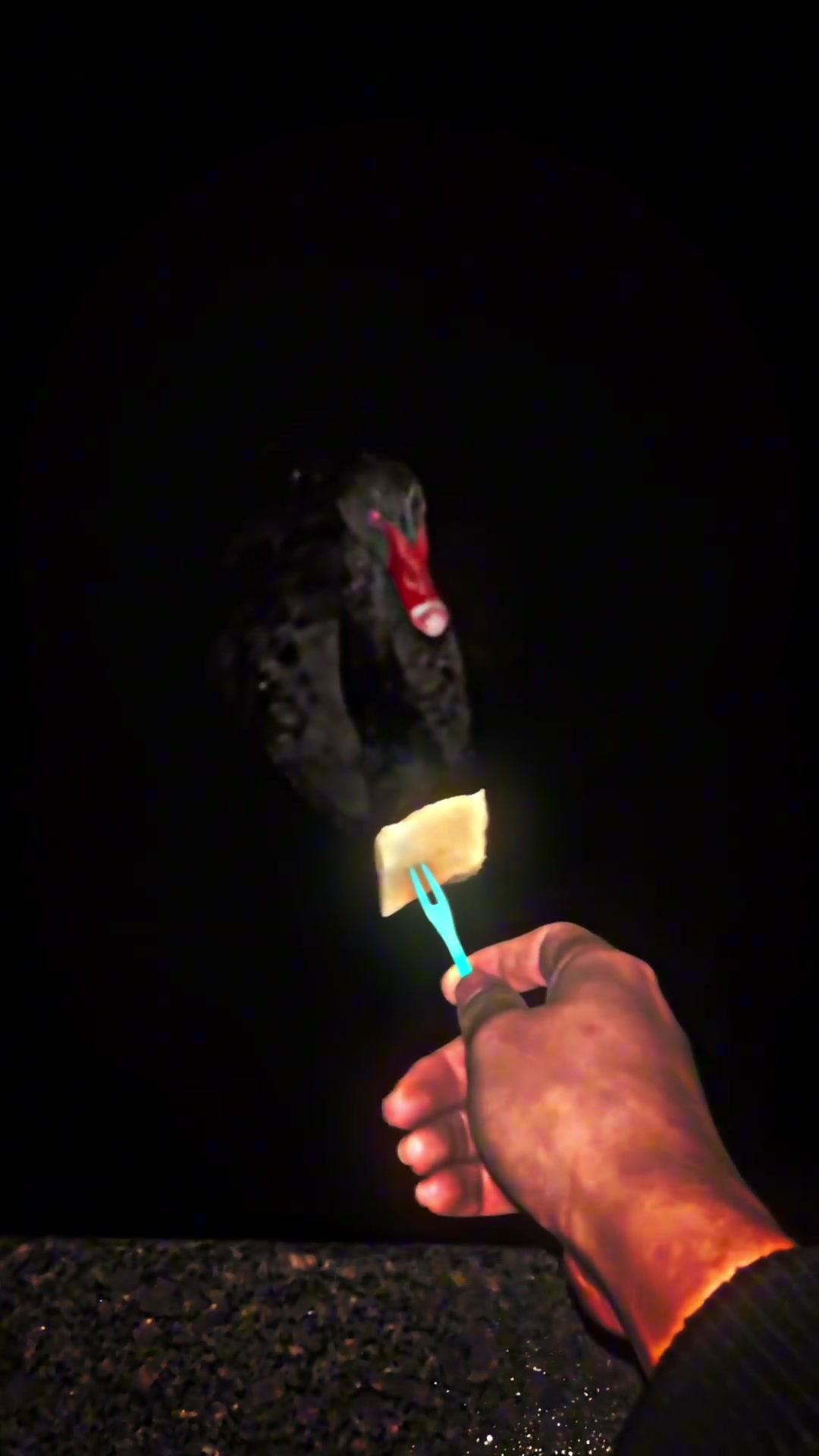有爱不敢说的你就是丑小鸭