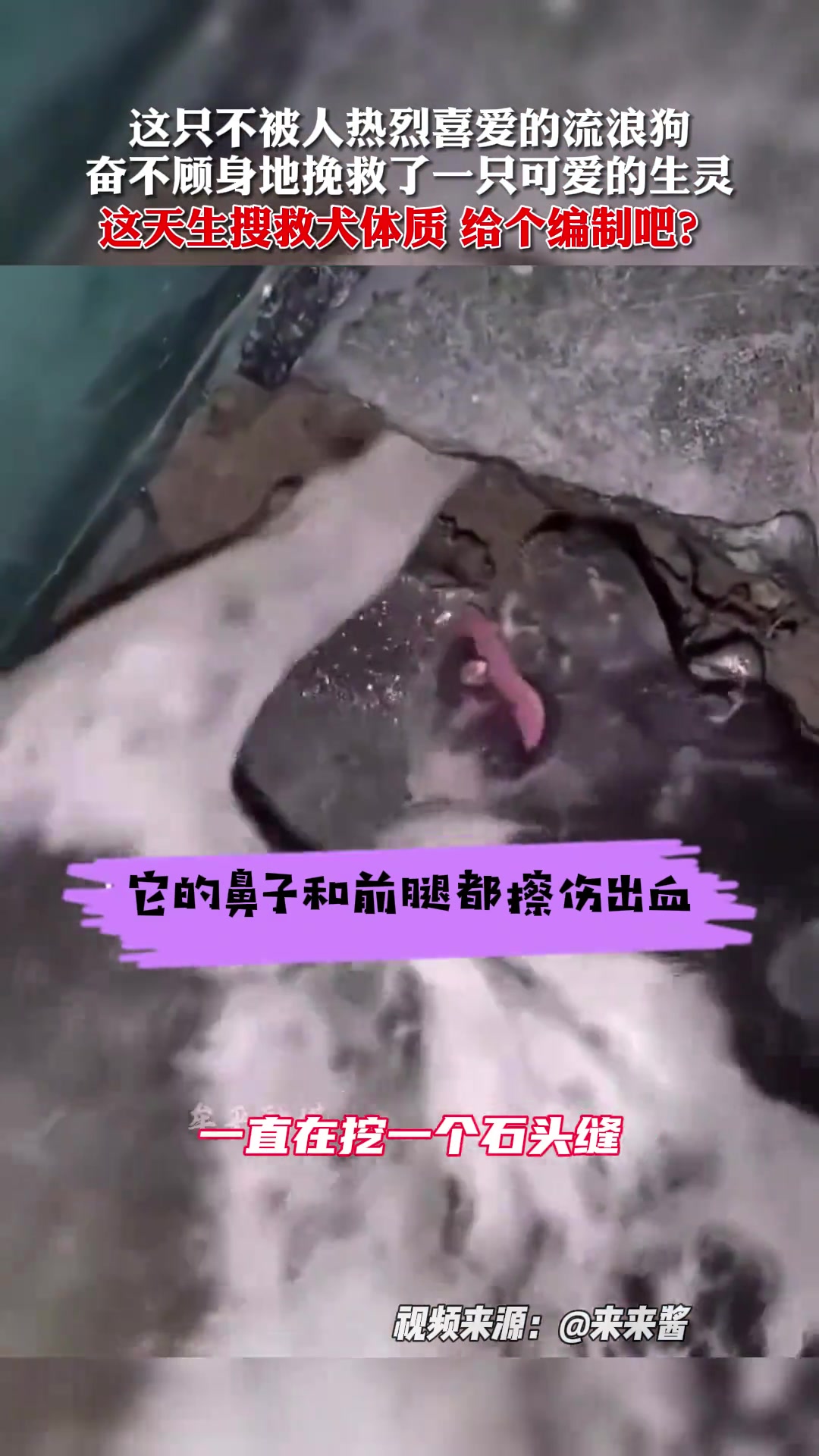 它奋不顾身地挽救了一只被压在石头下的小生灵！