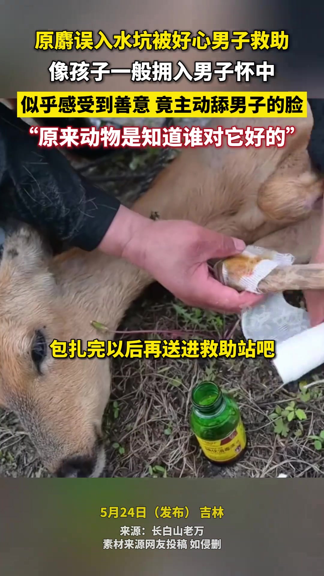 原麝误入水坑，被好心男子救助像孩子一般拥入男子怀中