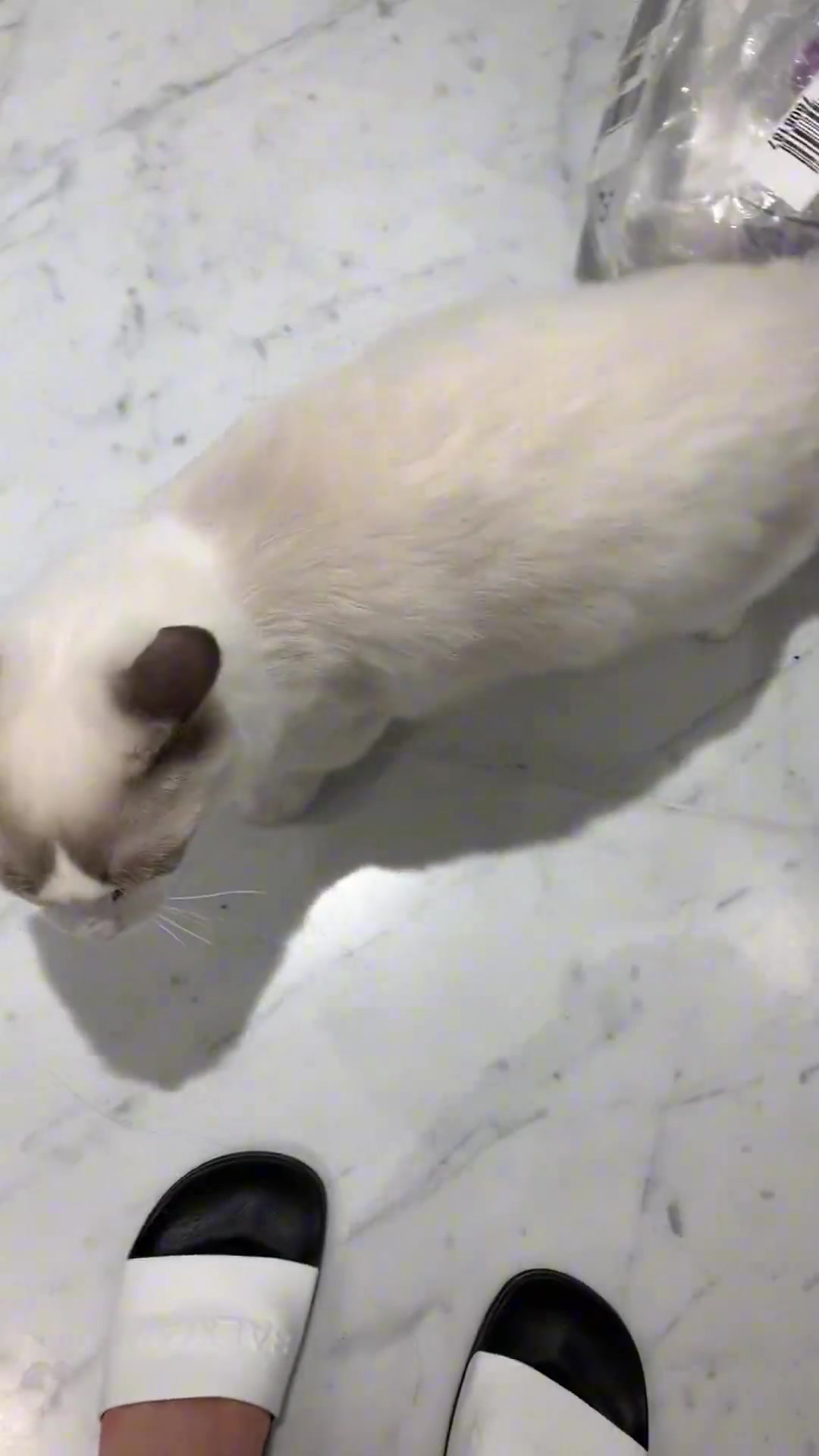 养了一只情绪不稳定猫是种什么体验？