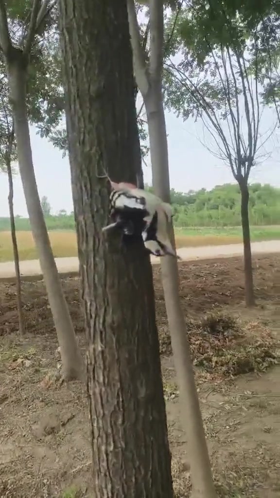 这是什么造型啊？果然林子大了，什么鸟都有