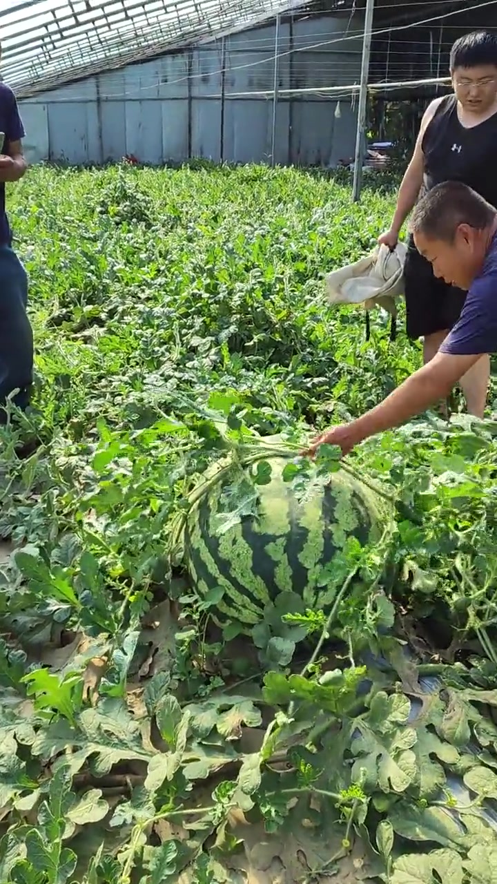 第一次见这么大的西瓜