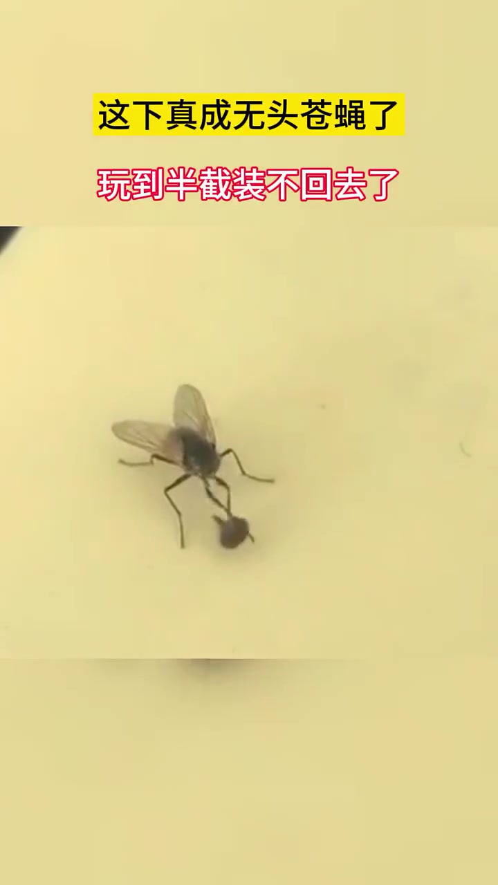 苍蝇真的会摘下自己的头