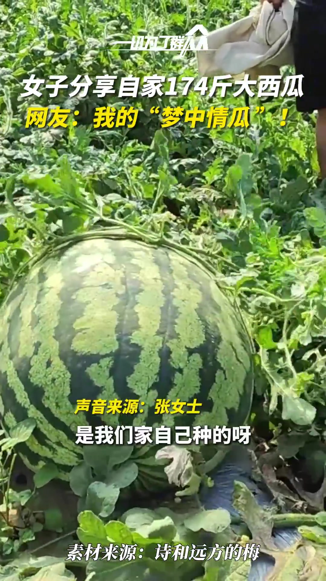 梦中情瓜！比我还重174斤的大西瓜你见过么