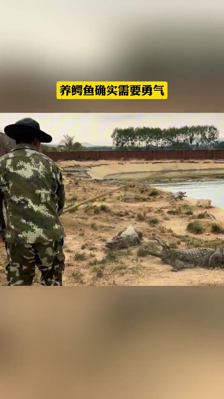 养鳄鱼确实需要勇气，你看他这六亲不认的步伐！