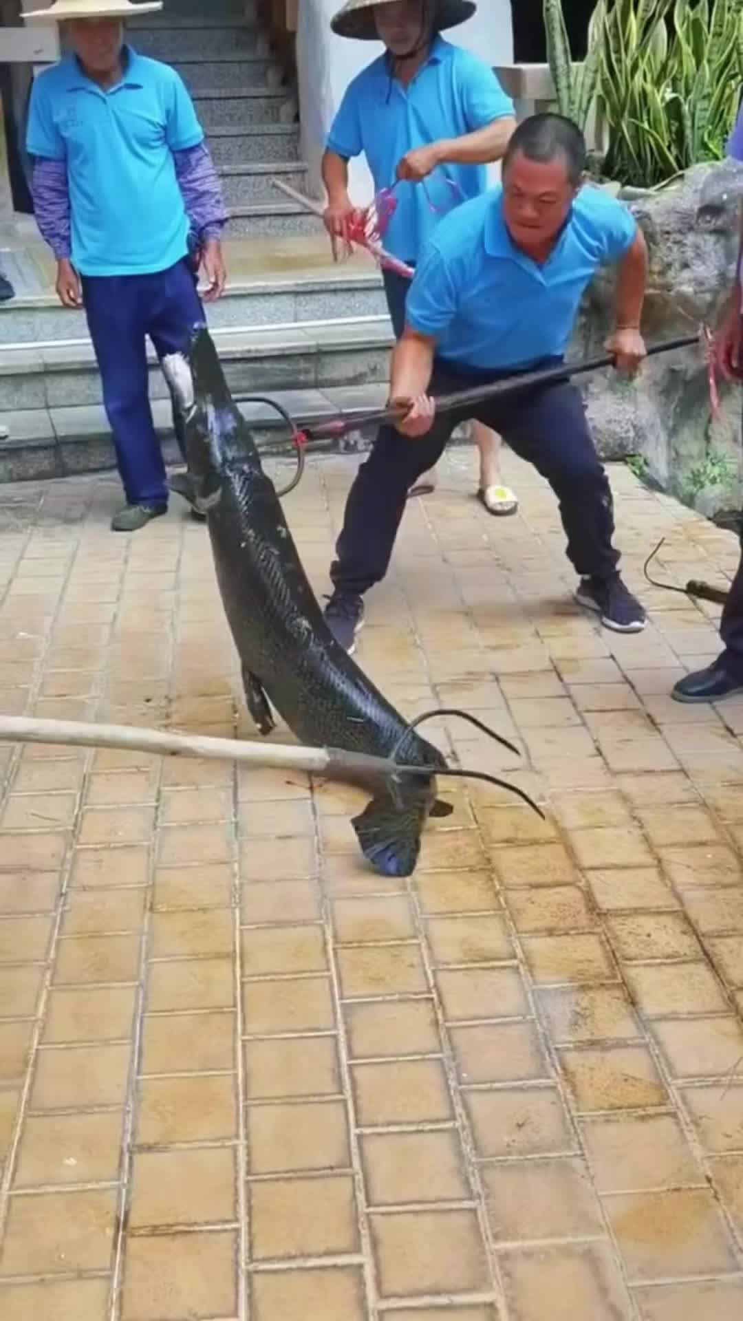 放这种物种的人是什么心态？