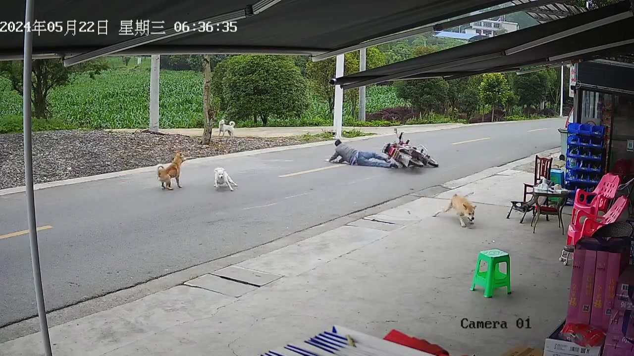 这狗子害人不浅啊，出事了就跑
