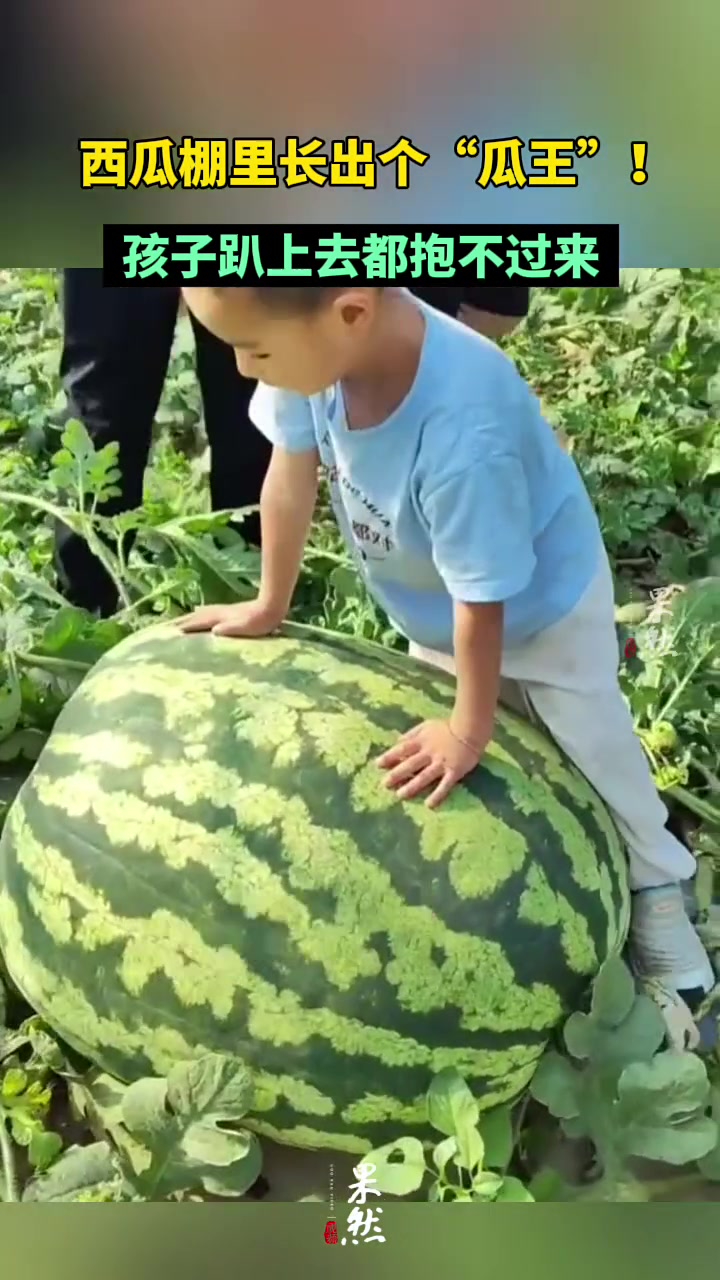 西瓜棚里长出个瓜王！