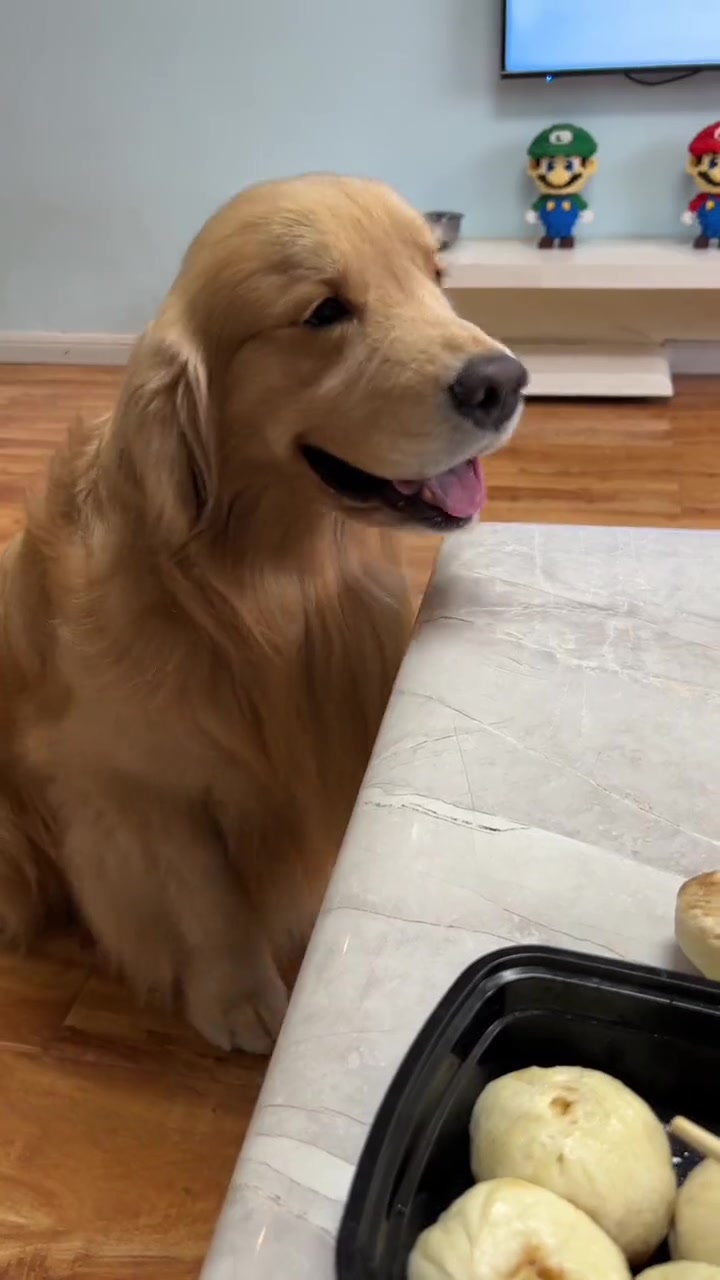 狗子的心思全写脸上了