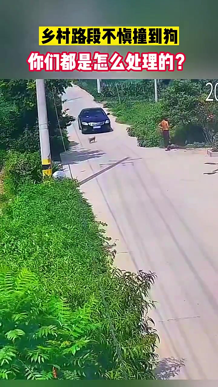 乡村路段不愼撞到狗！有遇到过吗？都是怎么处理的？