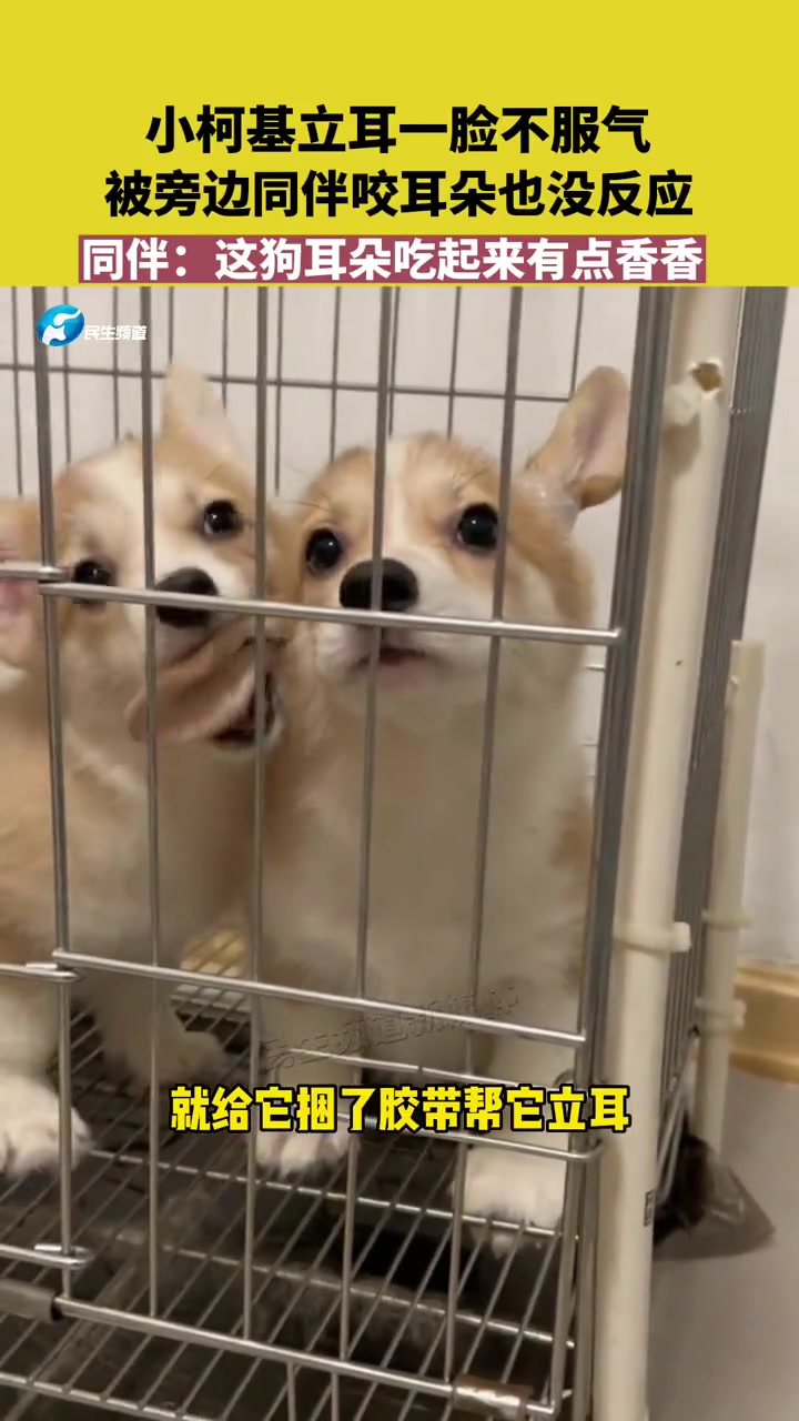狂啃狗耳朵！