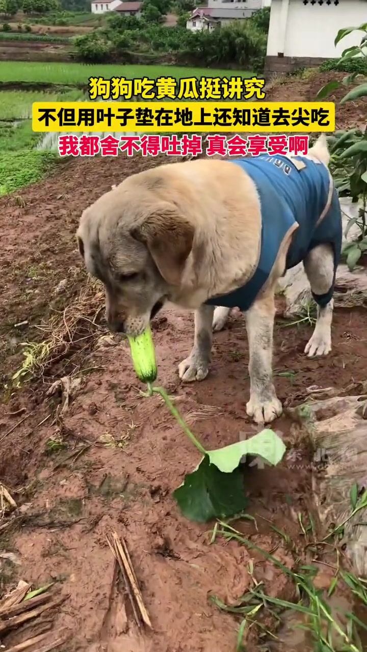 这黄瓜没刺吗？