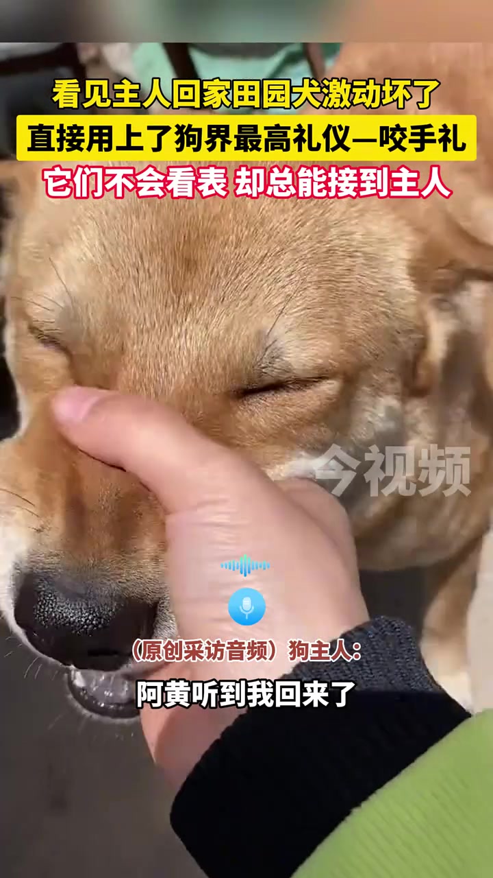 原来狗也有快哭的时候！