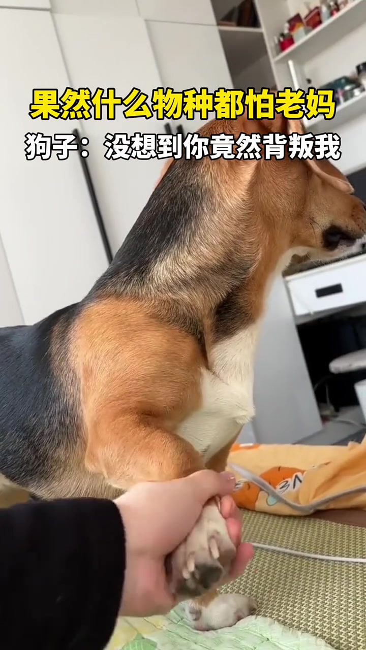 果然什么物种都怕老妈！