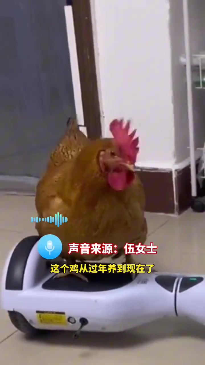公鸡下蛋，下蛋公鸡，公鸡中的战斗机