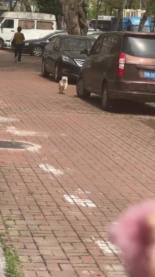 它真的好快乐啊 养狗人的乐趣