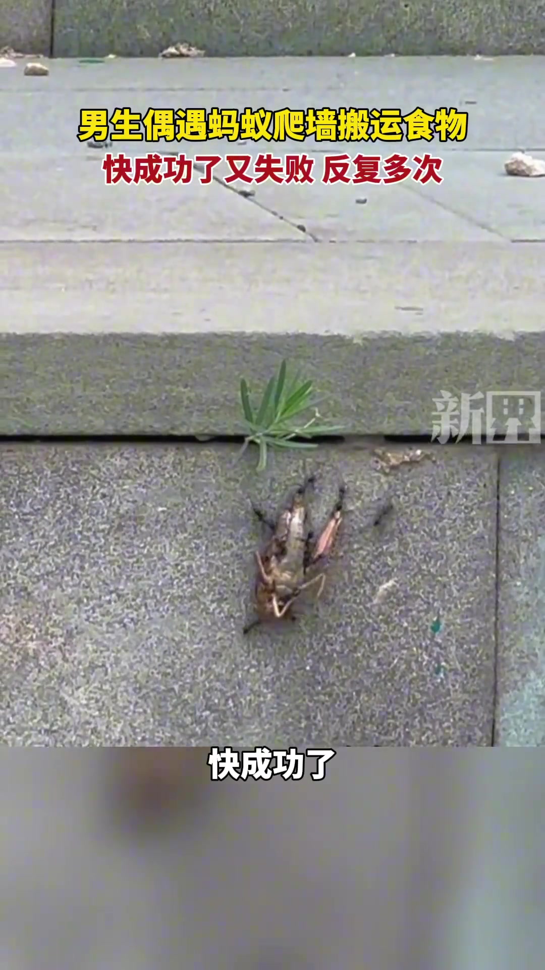 看完了应该拿下来，让蚂蚁感受到社会的险恶！