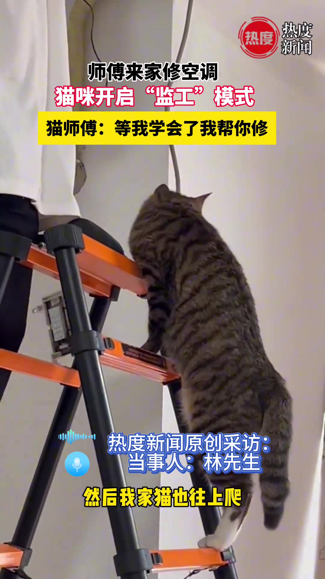 师傅来家修空调，猫咪开启“监工”模式！