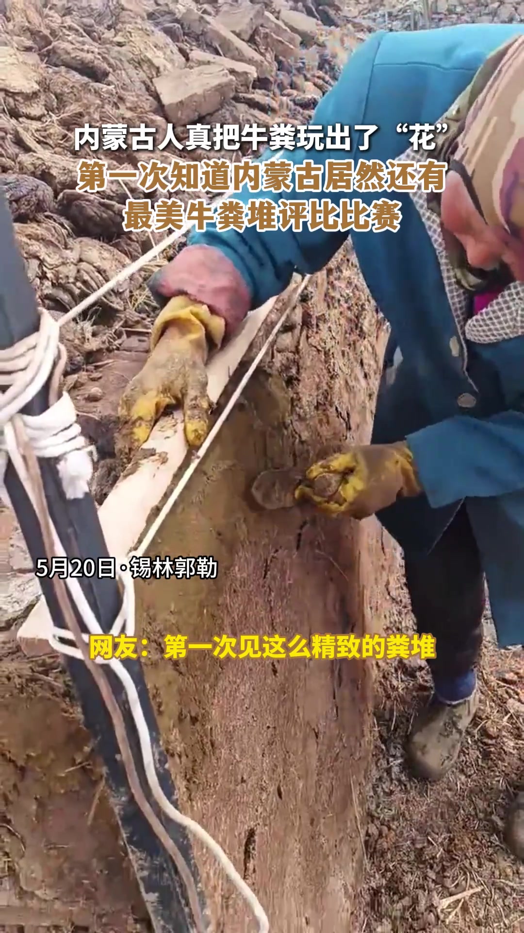 第一次知道内蒙古居然还有最美牛粪堆评比比赛