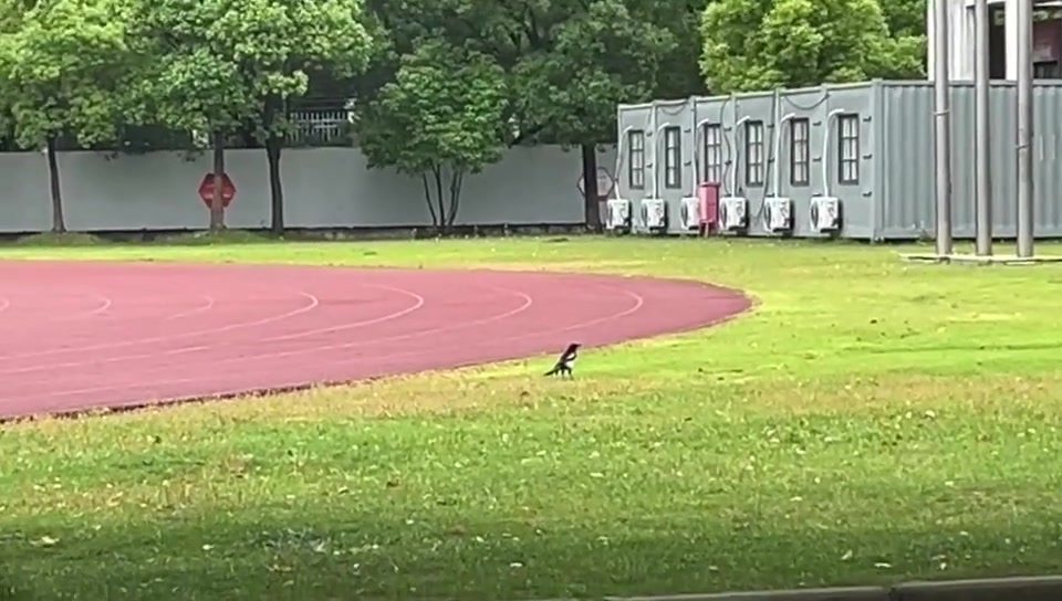 学校有恐龙！