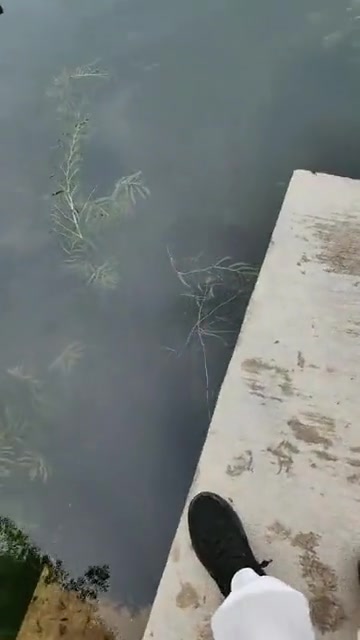 密密麻麻的都是蝌蚪吗？？