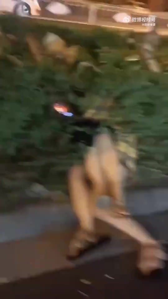 你俩能不能不要祸害花花草草吗