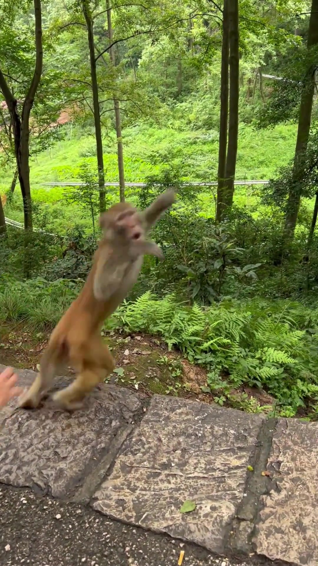 猴子：有能耐你别跑，我回家找我爸去