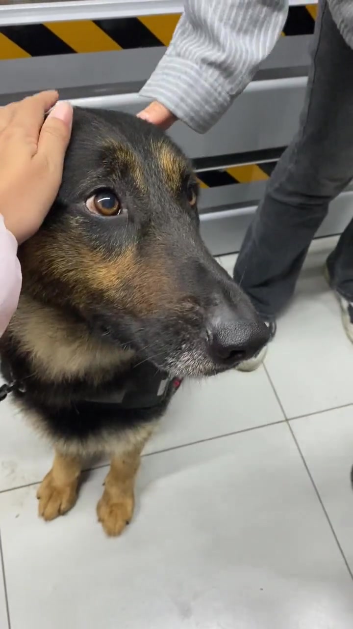 第一视角撸警犬（警察哥哥允许的），这也太乖了