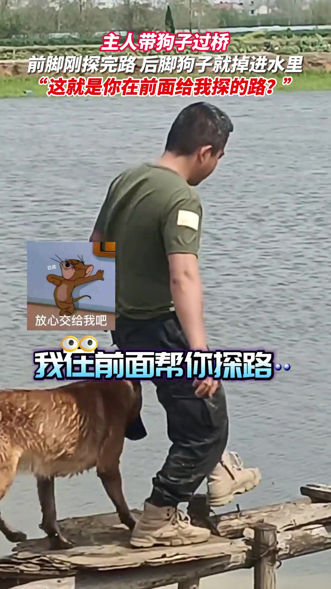 主人带狗子过桥，主人前脚刚探完路，狗子后脚踩空落水