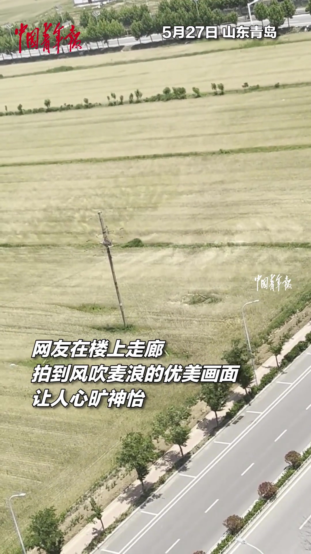 网友在楼上拍到风吹麦浪的优美画面，让人心旷神怡