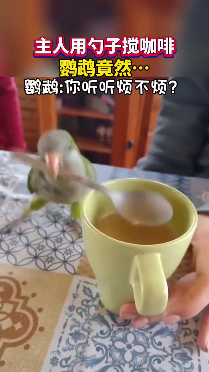 鹦鹉：看我超度了你！