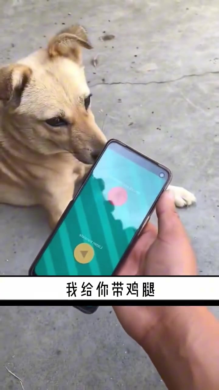 狗 其实我会一点点中文