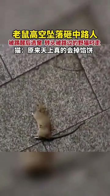 猫：感谢大自然的馈赠