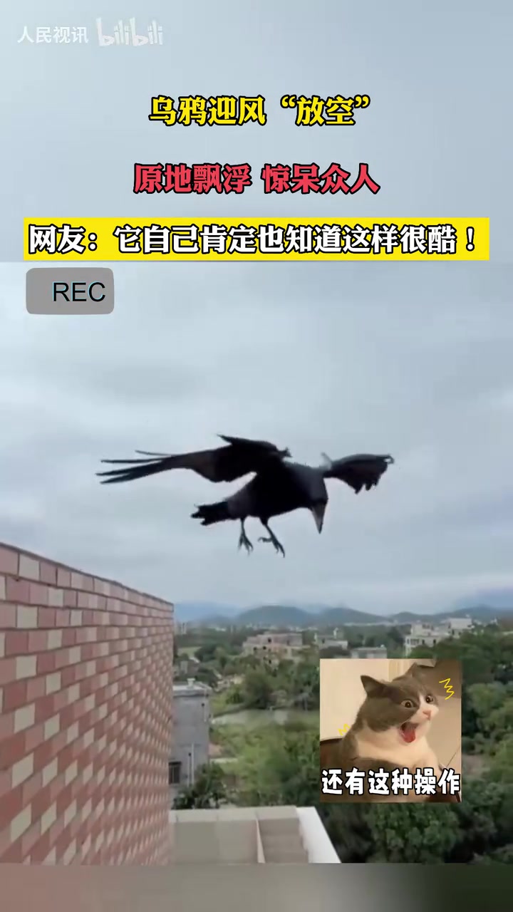 乌鸦迎风“放空”，原地飘浮 、惊呆众人