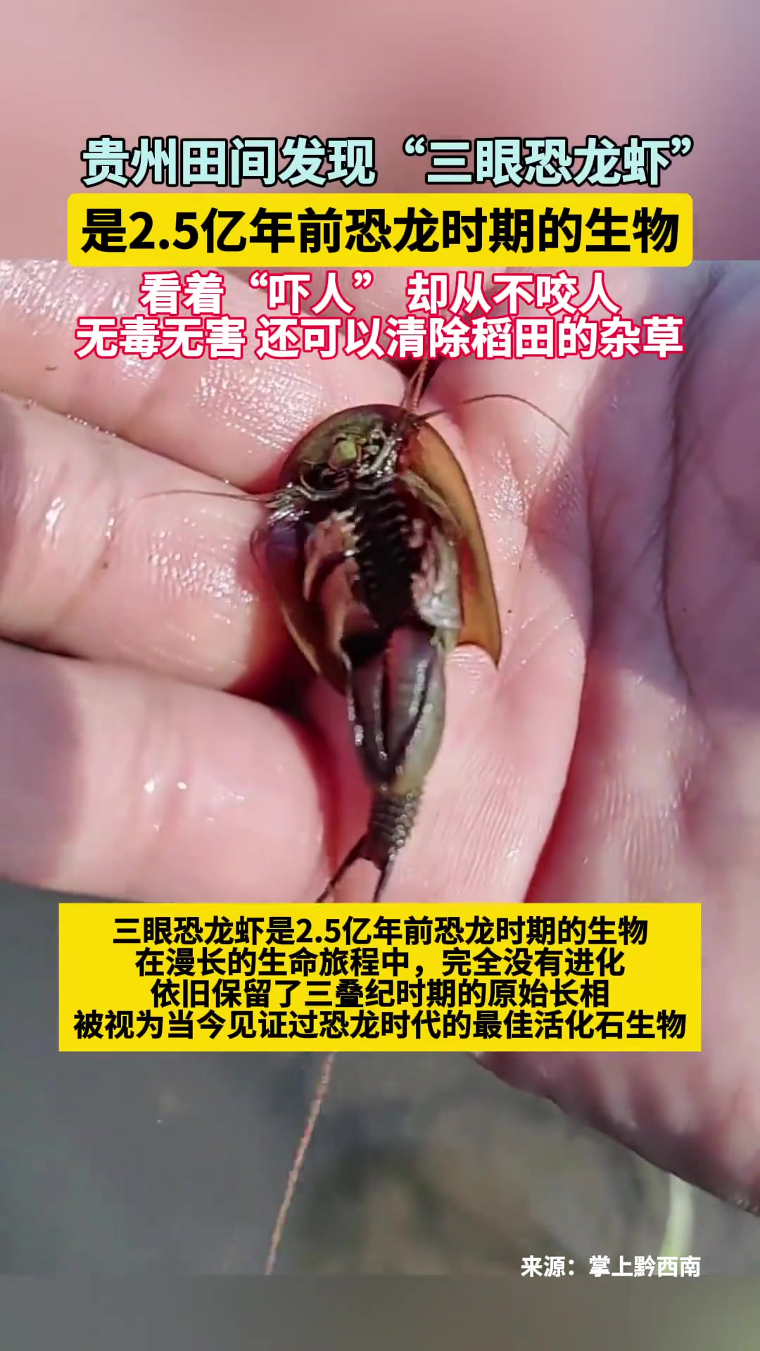 贵州田间发现三眼恐龙虾，是2.5亿年前恐龙时期的生物