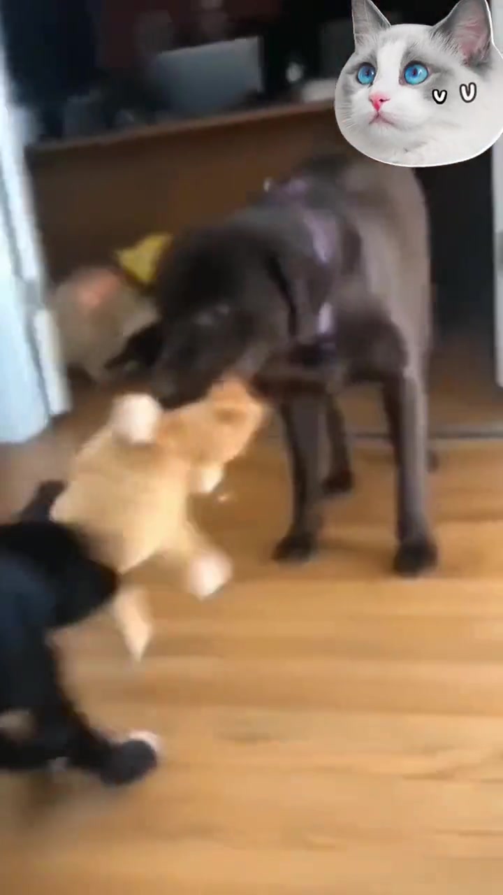 猫：这个家我是一刻也待不下去了