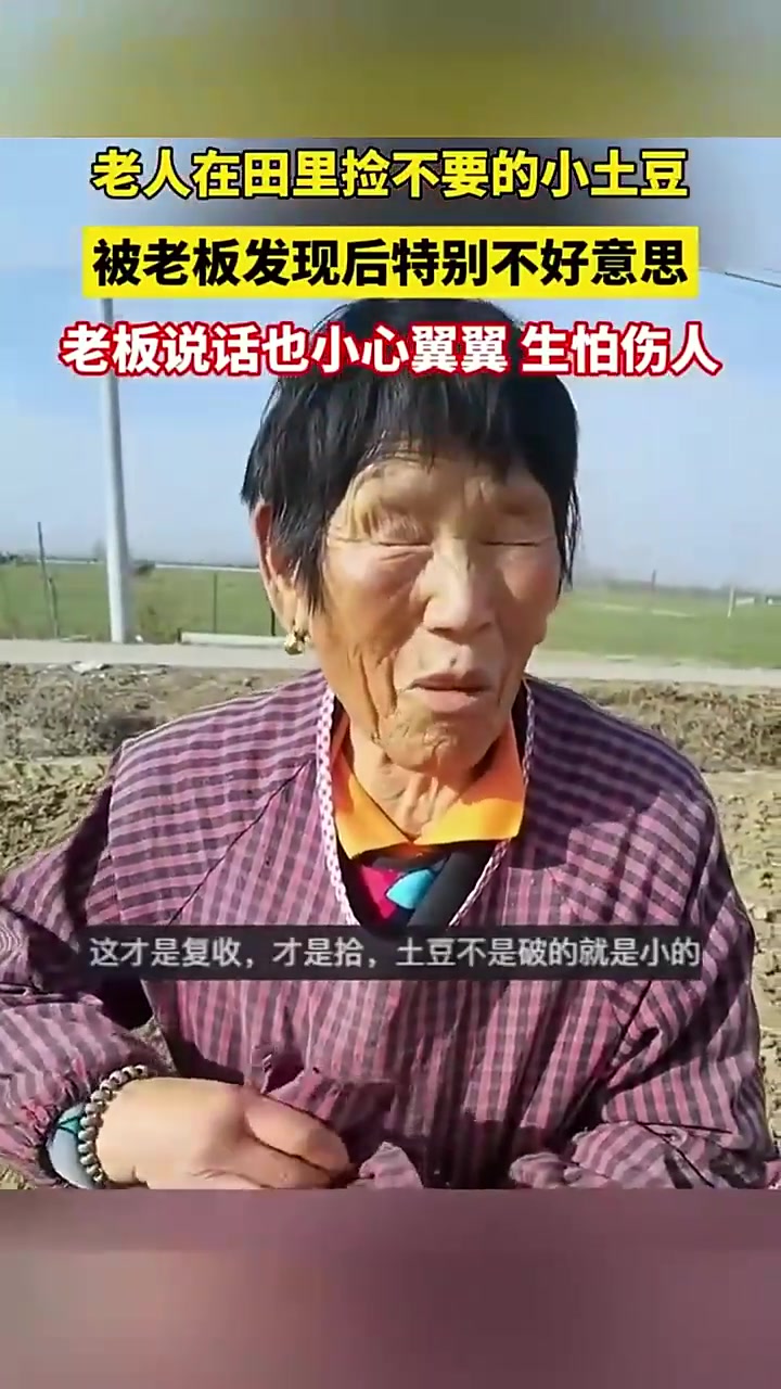 老人在田里捡不要的小土豆，被老板发现后特别不好意思