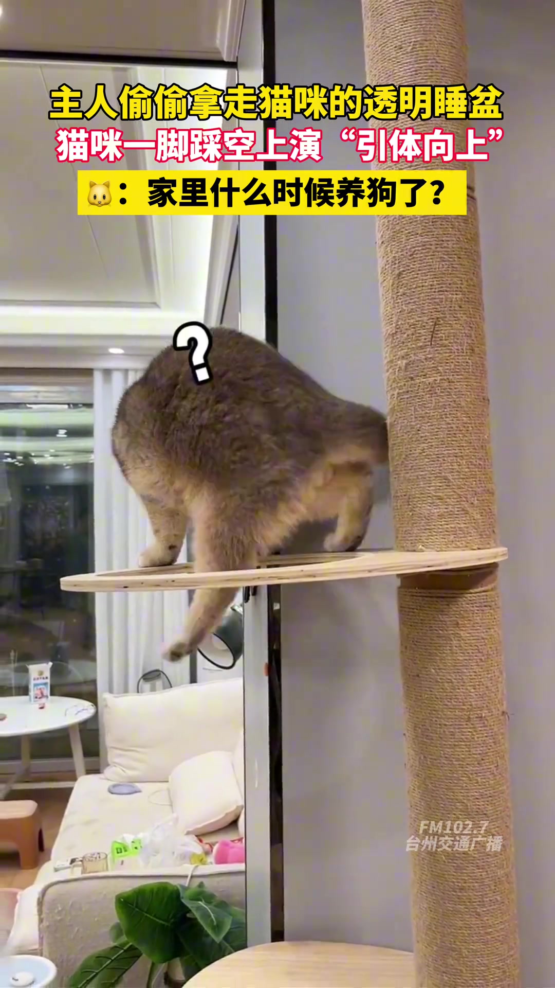 第一次见猫引体向上！