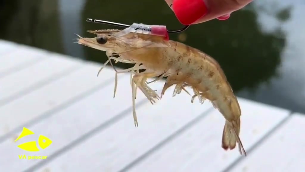 活虾钓鱼钩？这样虾不会跑了吗？