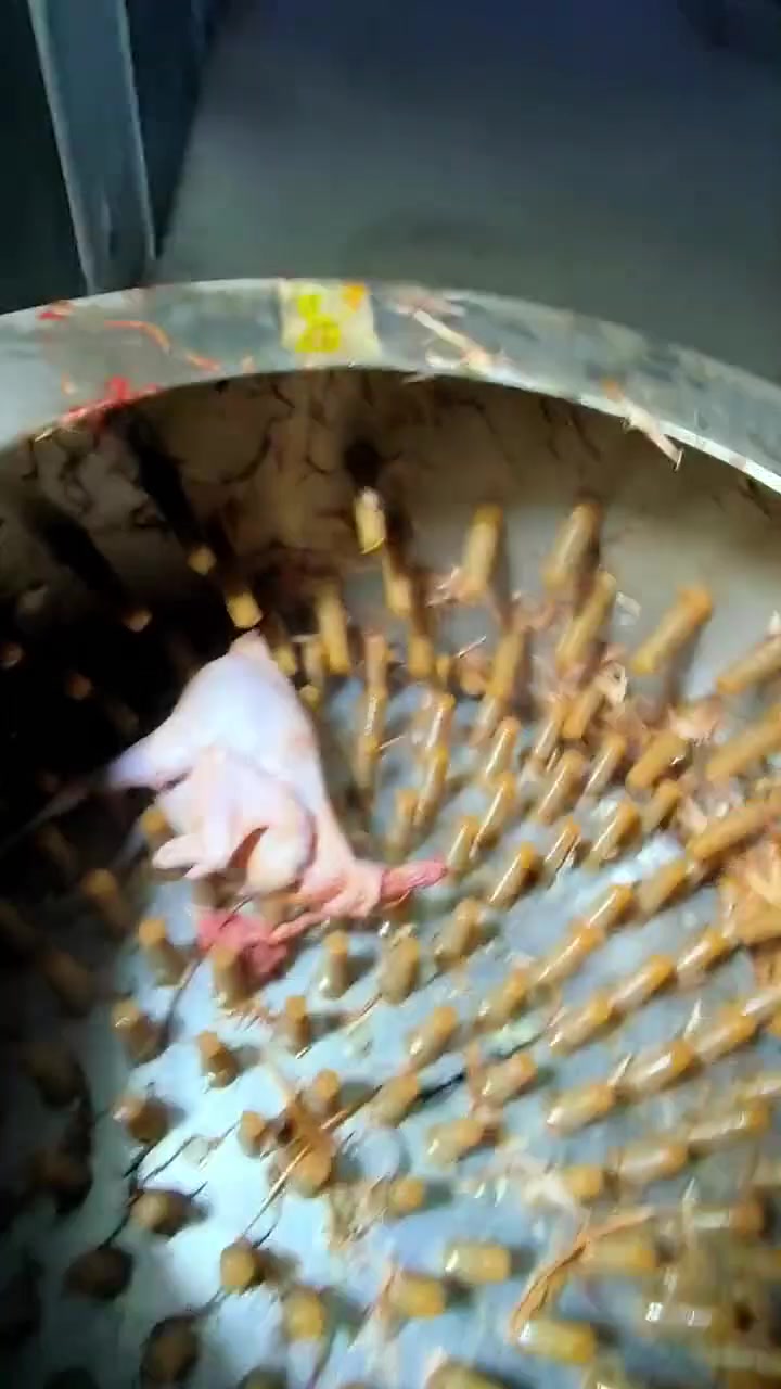 鸡鸭天堂！光速脱毛机！看着效果确实杠杠的