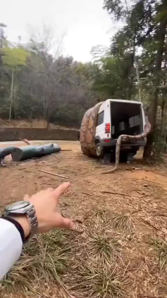 巨蟒把厢式面包车团团缠住！确定不是充气玩具吗？
