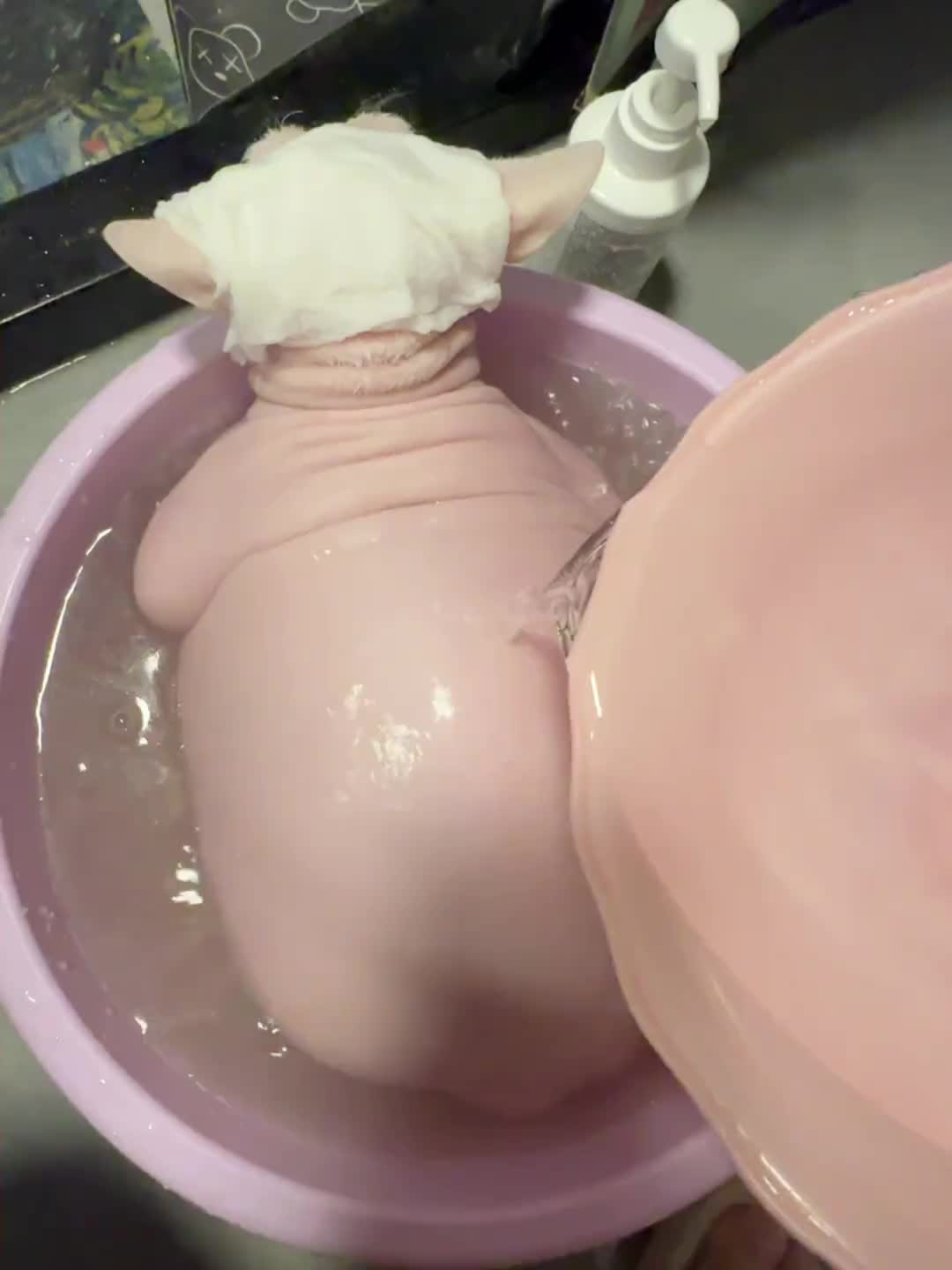 斯芬克斯猫能长成这样吗？一进来我以为洗小猪仔呢