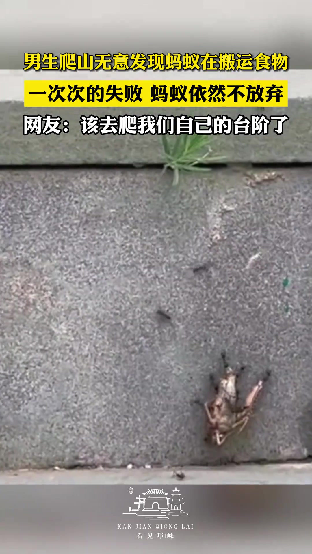 蚂蚁在搬运食物，一次次的失败，蚂蚁依然不放弃！